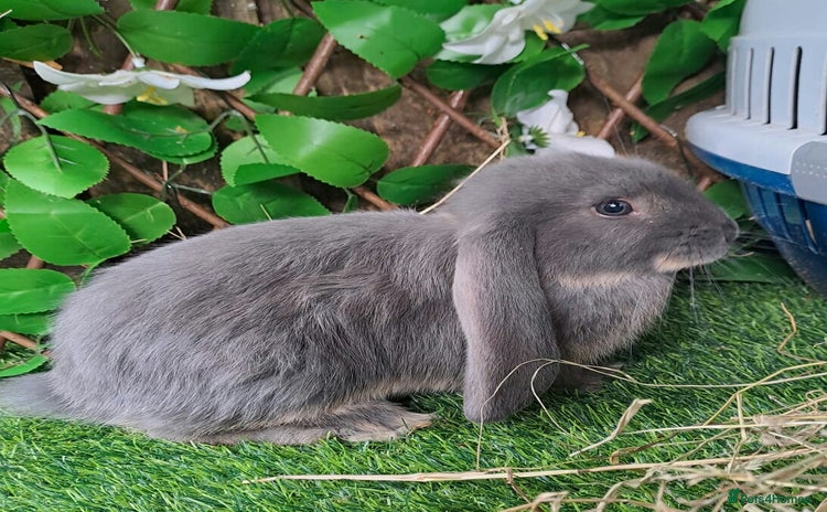 French Lop rabbits - Advert 1