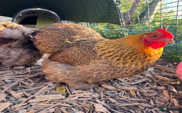 Chickens poultry for sale: *Partridge Pekin Bantam Hens* - Image 4