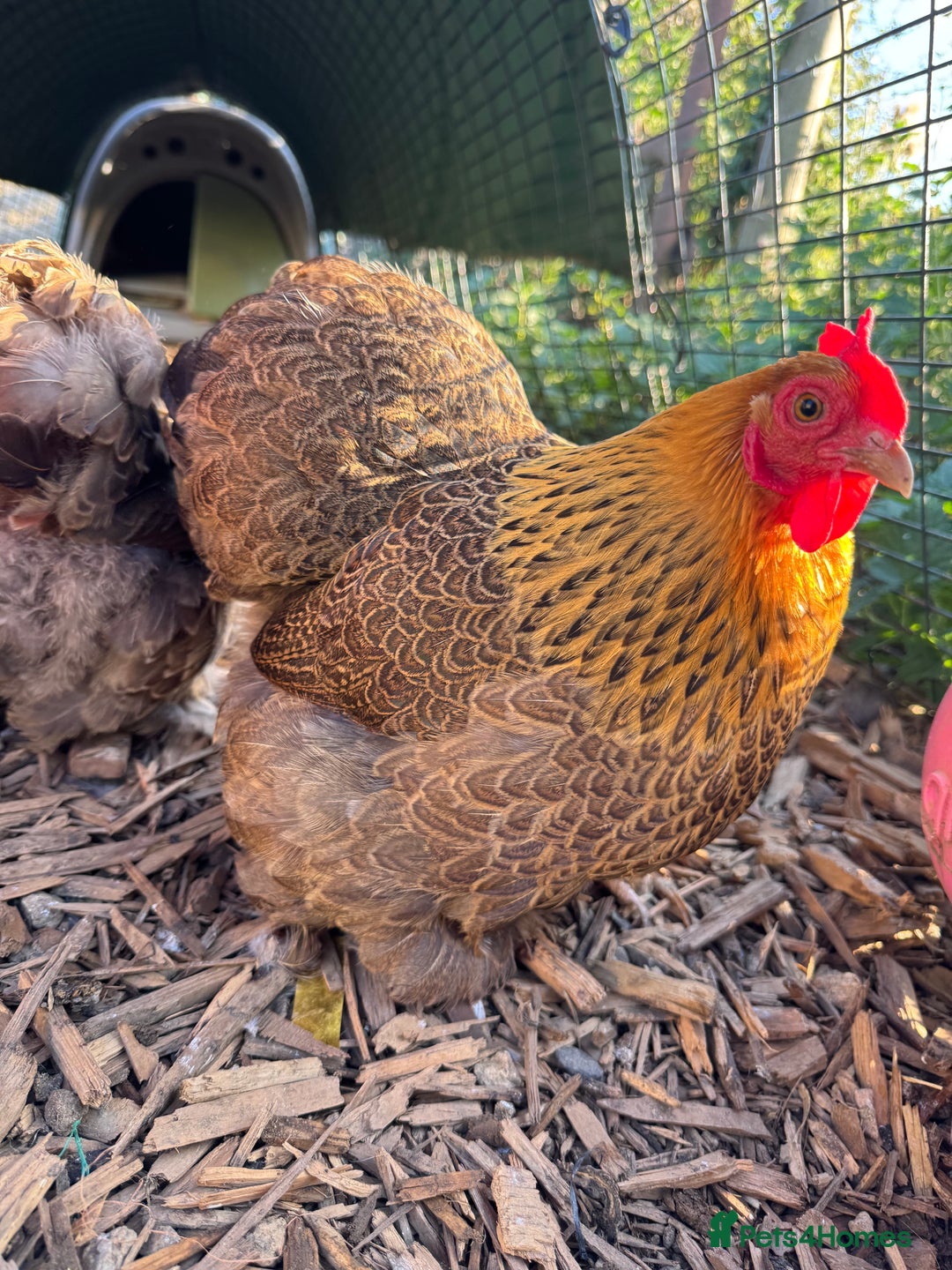 Chickens poultry for sale: *Partridge Pekin Bantam Hens* - Image 4