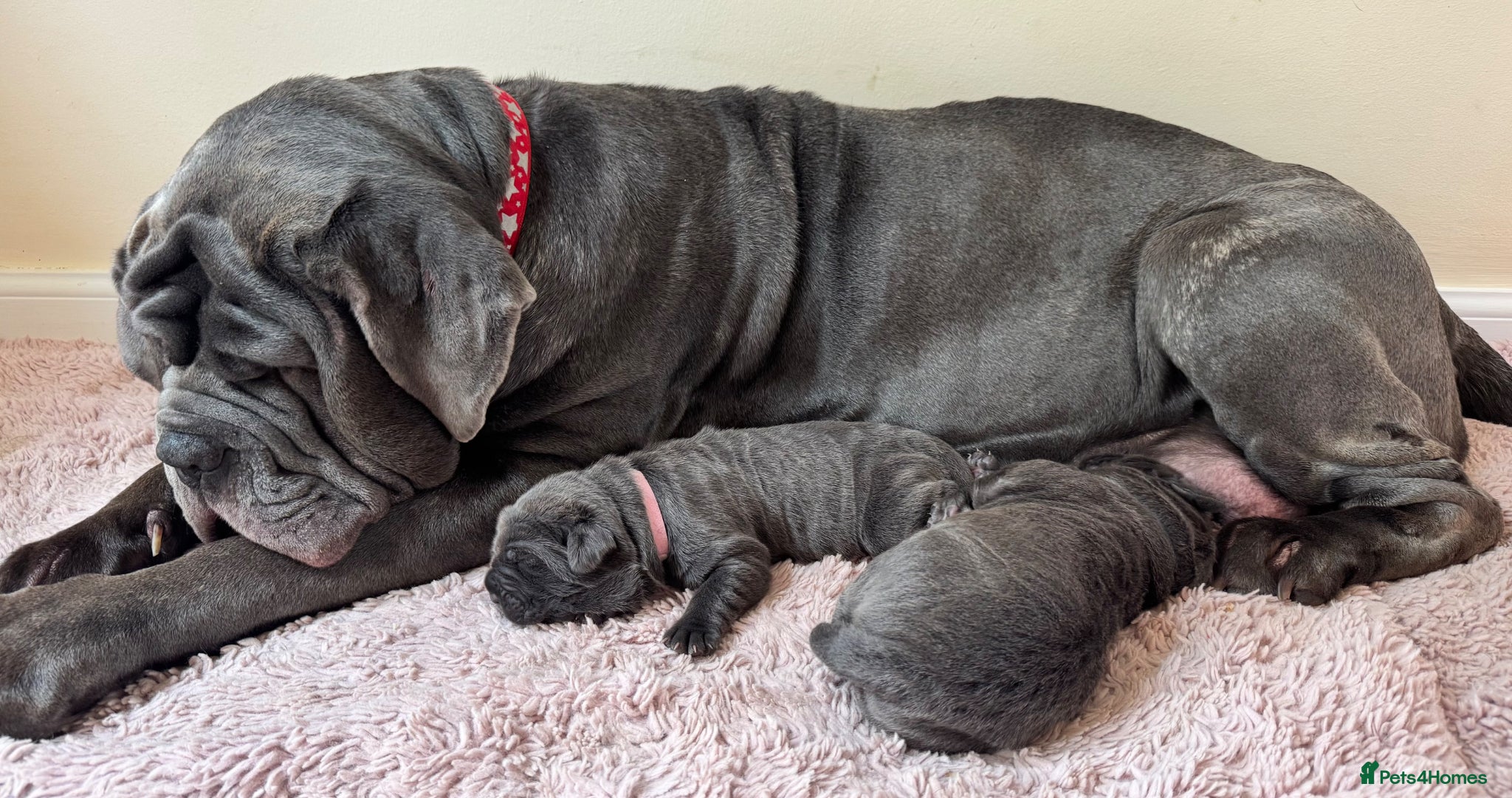 Neapolitan Mastiff dogs 2 Neapolitan mastiff puppies  - Advert 11