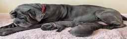 Neapolitan Mastiff dogs for sale: 2 Neapolitan mastiff puppies  - Advert 1