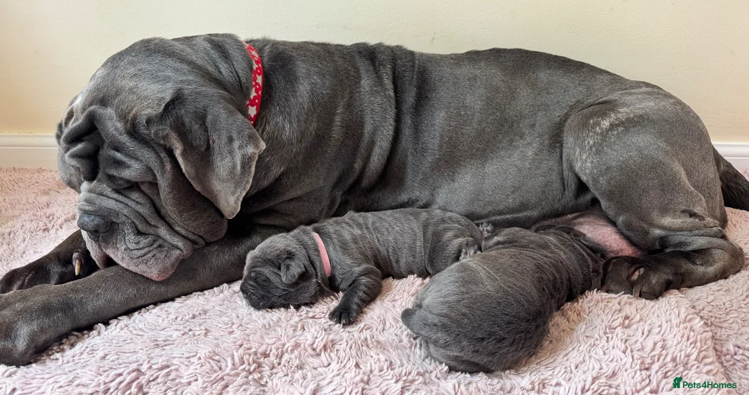 Neapolitan Mastiff dogs for sale: 2 Neapolitan mastiff puppies  - Advert 1