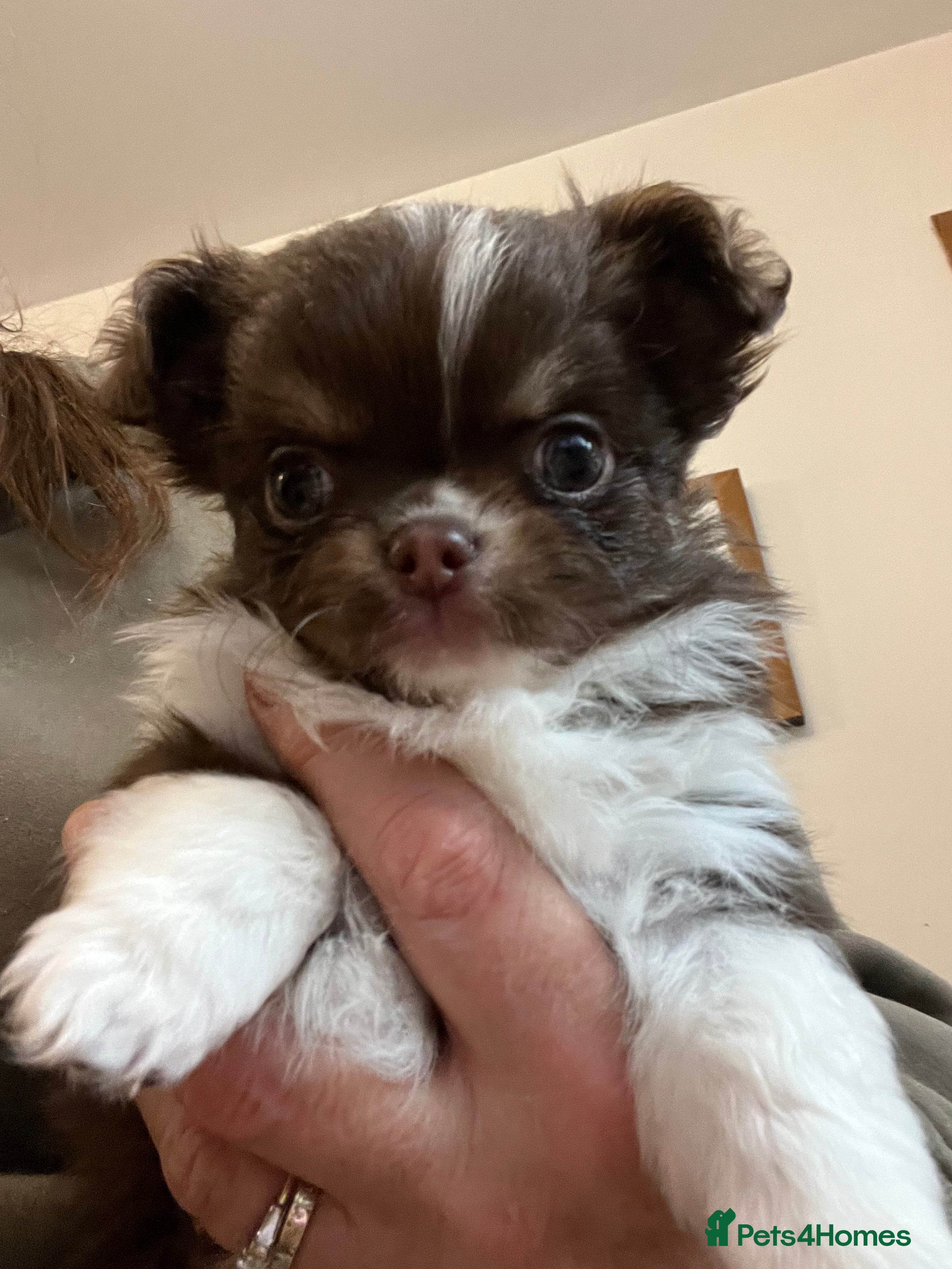 Chihuahua dogs Beautiful Longcoat Chocolate Chihuahuas - Advert 10