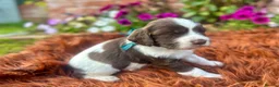 English Springer Spaniel dogs for sale: Springer Spaniel Puppies in Shrewsbury - Advert 9