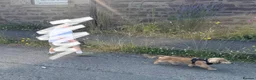 Miniature Dachshund dogs for sale: Arlo : 7-Month-Old Long Haired Miniature Dachshund - Advert 4