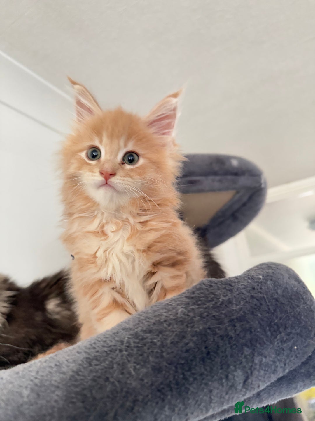 Maine Coon cats for sale: Pedigree fluffy Maine coon kittens - Image 10
