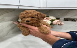 Toy Poodle dogs for sale: Beautiful Toy Poodle Puppies for Sale - Image 1
