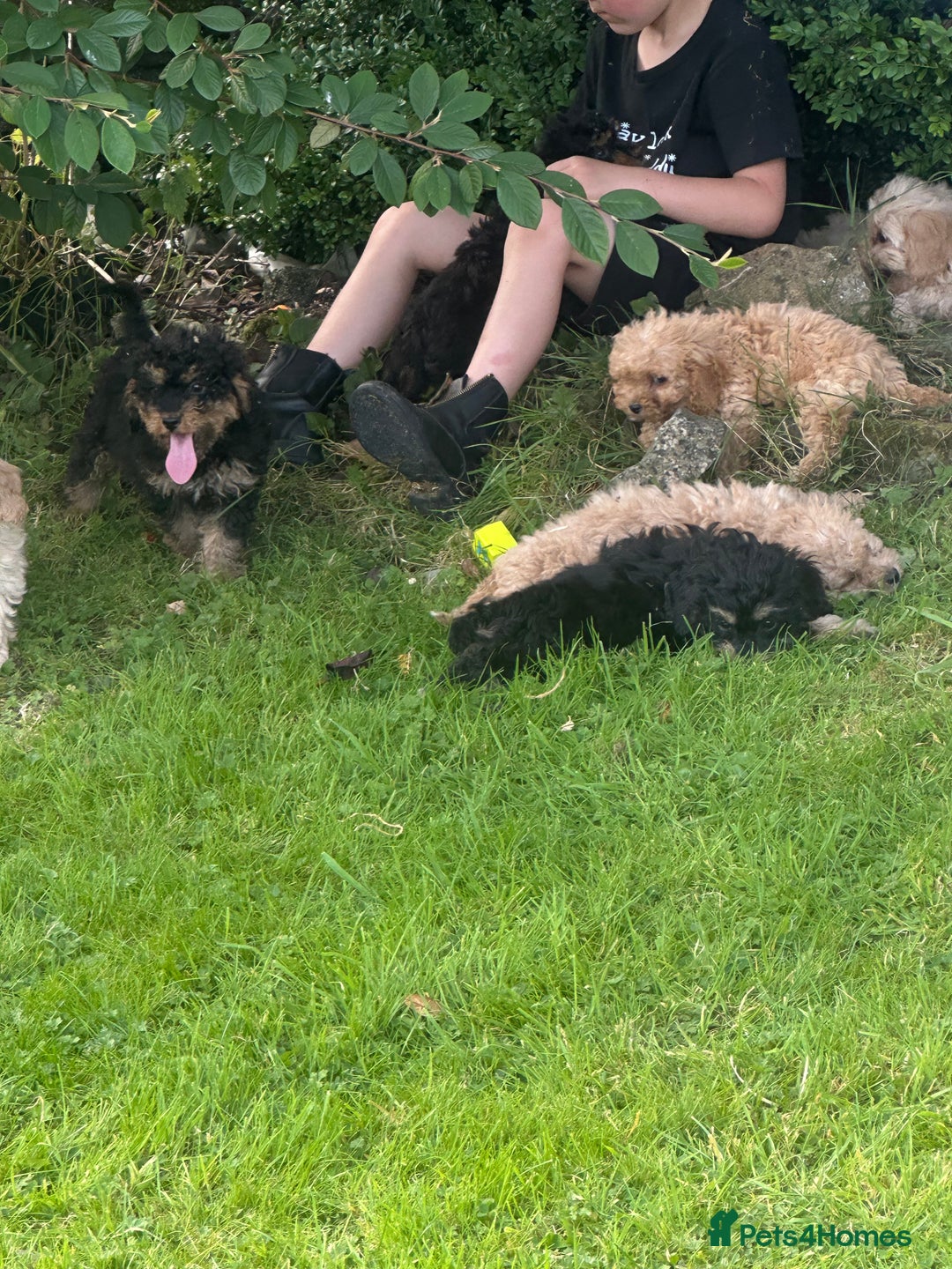 Cockapoo dogs for sale: Crazy Cockapoo puppies    - Image 2