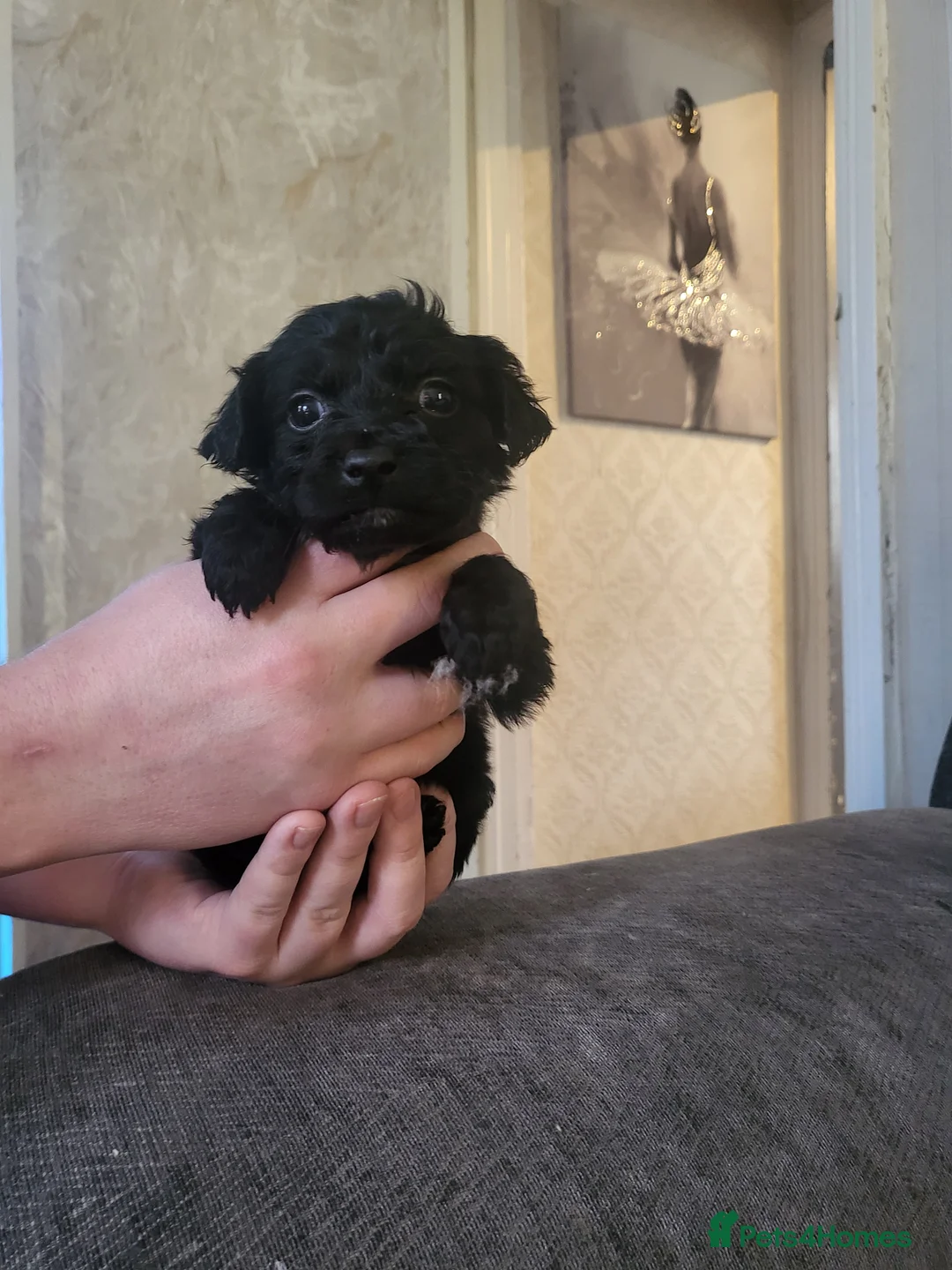 Cockapoo dogs for sale: Beautiful cockapoo  - Advert 3