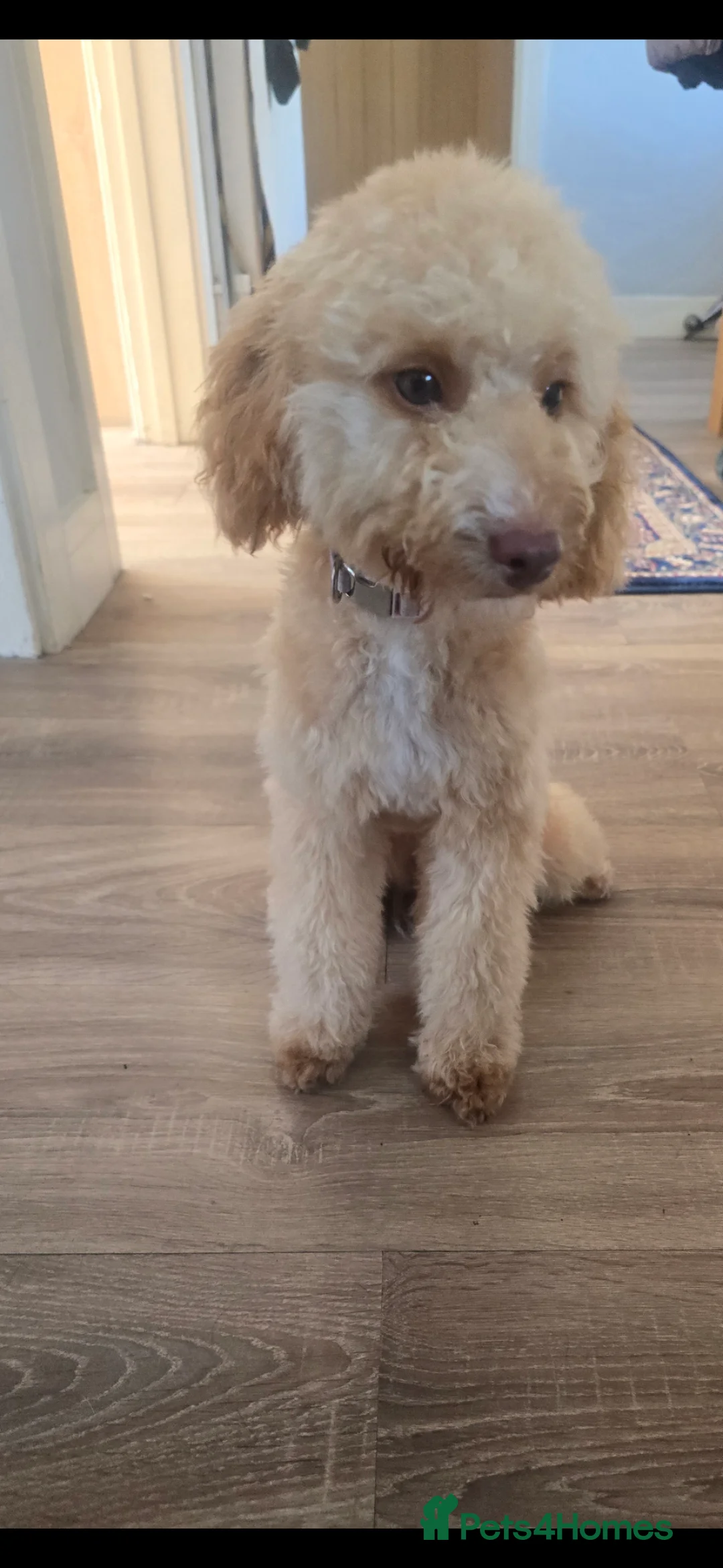 Cockapoo dogs for sale: Penny in Port Talbot - Advert 3