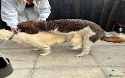 Goldendoodle dogs for sale: F1 Goldendoodle black Puppies - Image 18