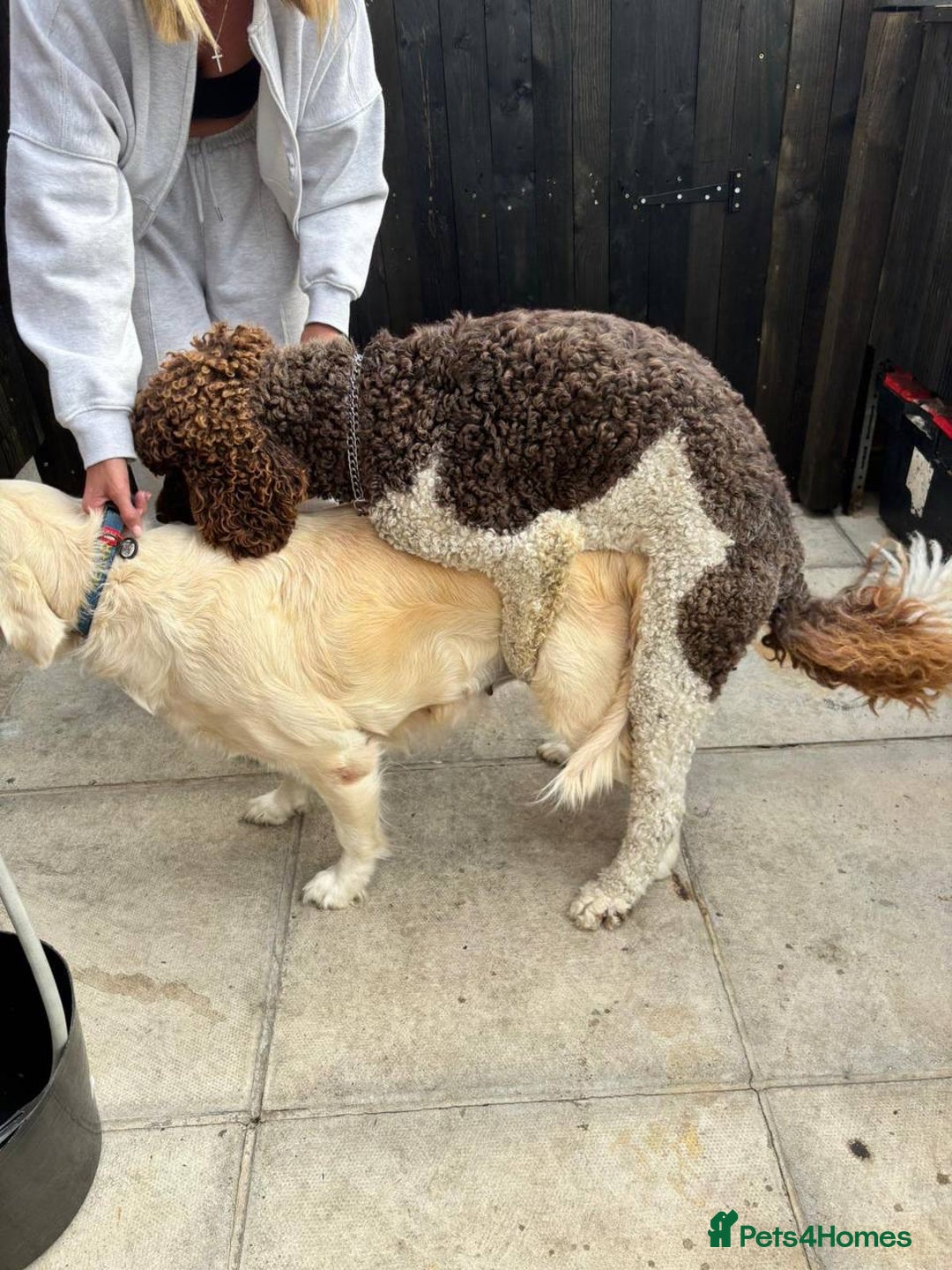 Goldendoodle dogs for sale: F1 Goldendoodle black Puppies - Image 18