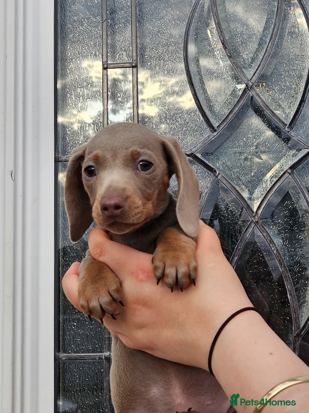 Dachshund dogs for sale: Miniature Dachshund puppy's for sale  - Advert 13