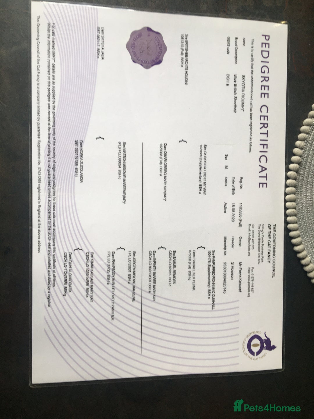 British Shorthair cats for stud: Boy for Stud Active GCCF Status  CHAMPIONSHIP in Wantage - Advert 5