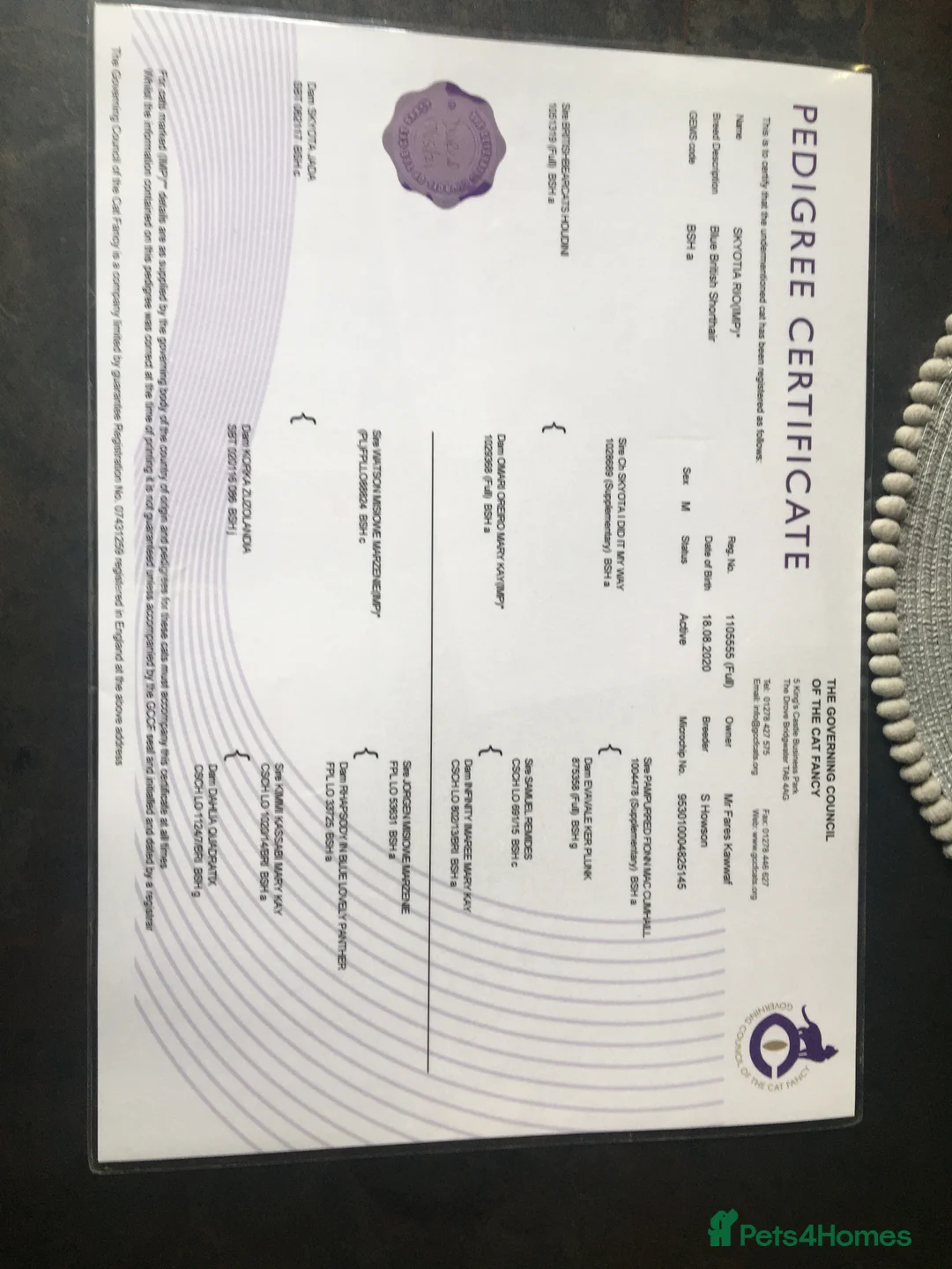 British Shorthair cats for stud: Boy for Stud Active GCCF Status  CHAMPIONSHIP in Wantage - Advert 5