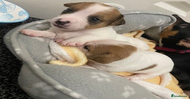 Mixed Breed dogs Jack chi puppies - Advert 12