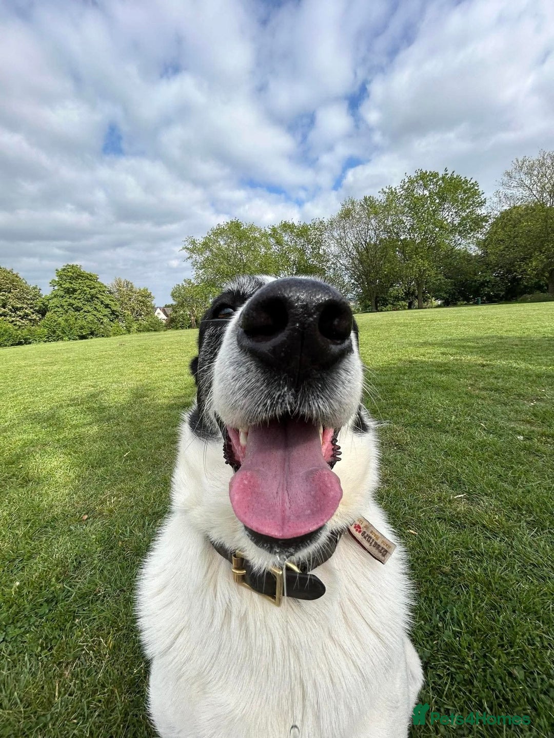 Mixed Breed dogs for adoption: 🐘Nellie🐘 for adoption, fostered in SHROPSHIRE - Image 11