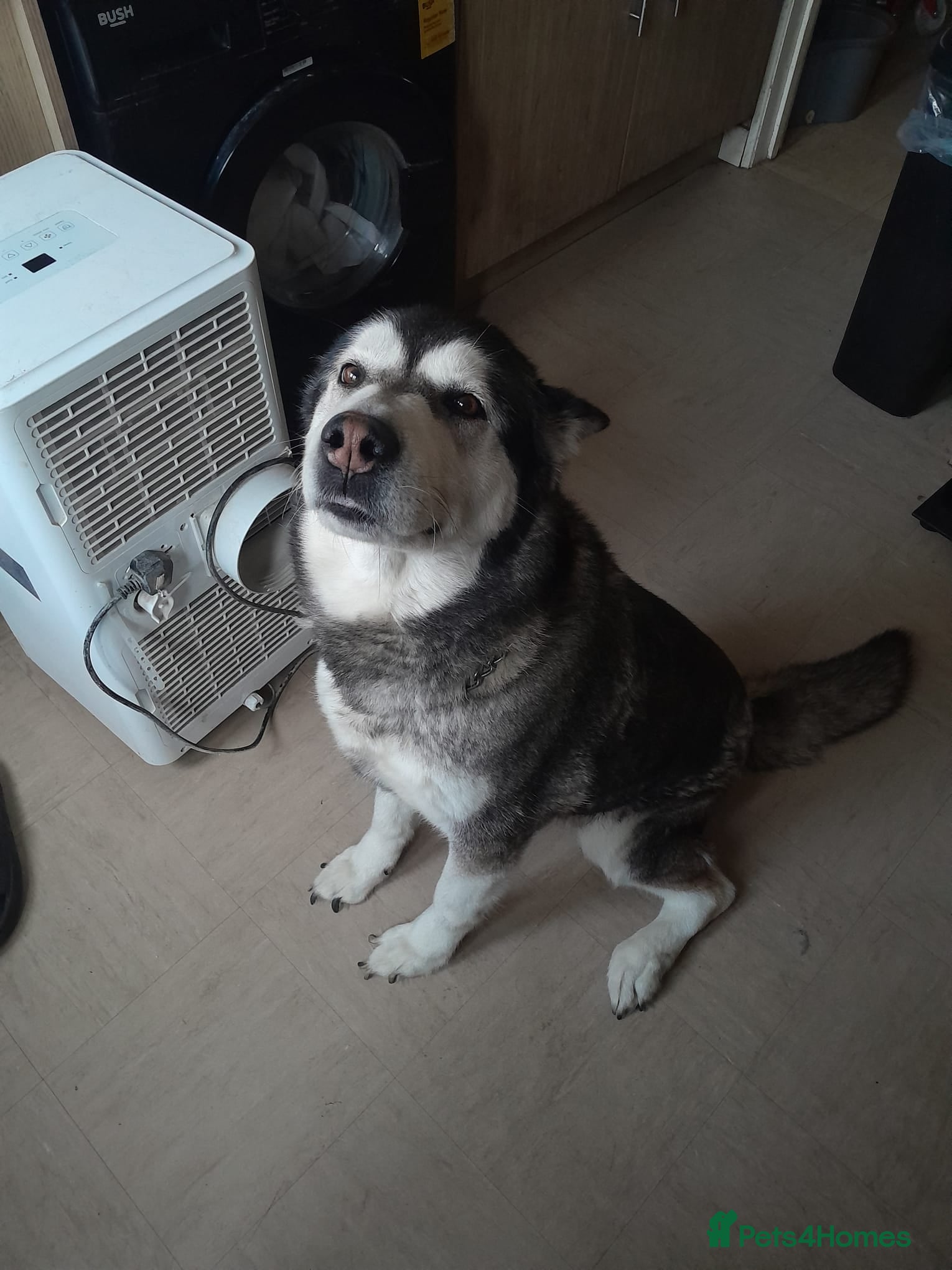 Alaskan Malamute dogs Alaskan malamute looking for a new home - Advert 6