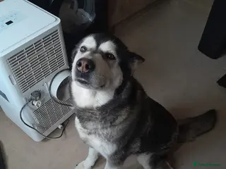 Alaskan Malamute dogs Alaskan malamute looking for a new home - Advert 6