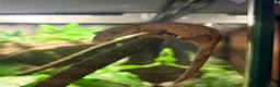 Gecko reptiles for sale: Crested geko and full set up - Advert 3