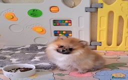 Pomeranian dogs for sale: 🔥XXXS🔥Pomeranian puppies🔥KC reg🔥for sale🔥 - Image 7