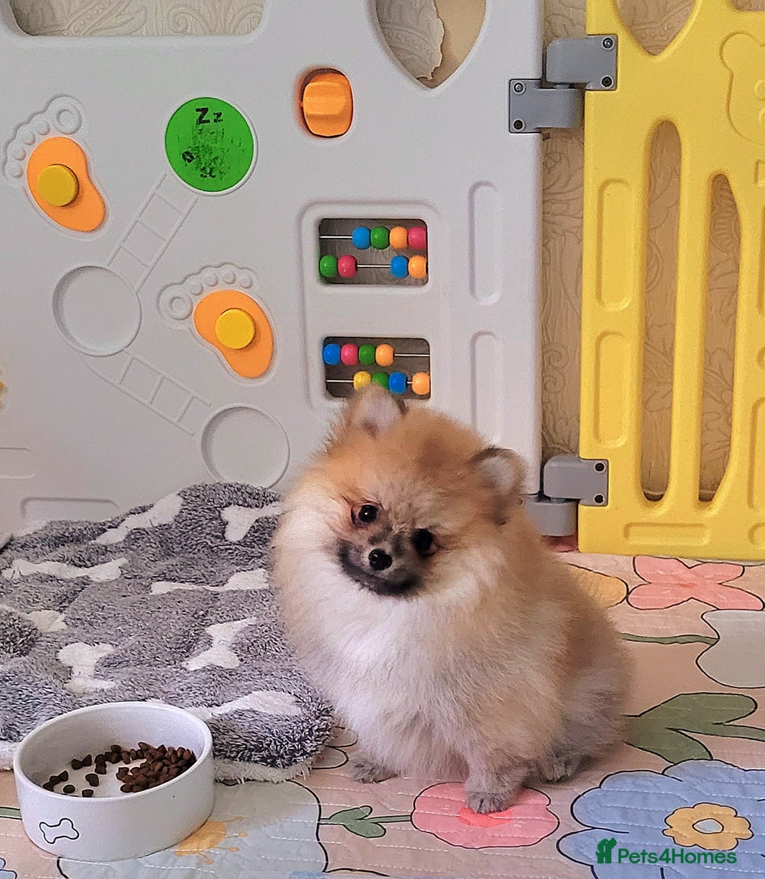 Pomeranian dogs for sale: 🔥XXXS🔥Pomeranian puppies🔥KC reg🔥for sale🔥 - Image 7