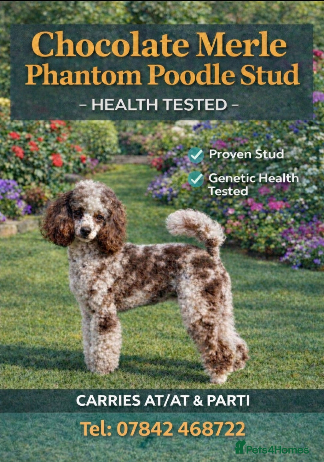 Poodle dogs  CHOCOLATE MERLE PHANTOM CARRYING PARTI - Advert 8