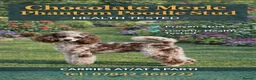 Poodle dogs for stud:  CHOCOLATE MERLE PHANTOM CARRYING PARTI - Advert 1
