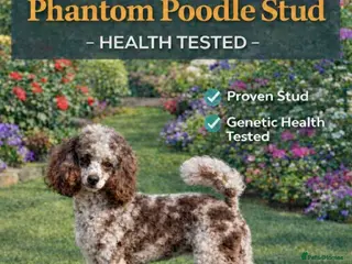 Poodle dogs CHOCOLATE MERLE PHANTOM CARRYING PARTI - Advert 8