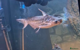 Other/Mixed Breed fish for sale: Catfish,oscars and bichir large sizes - Advert 4