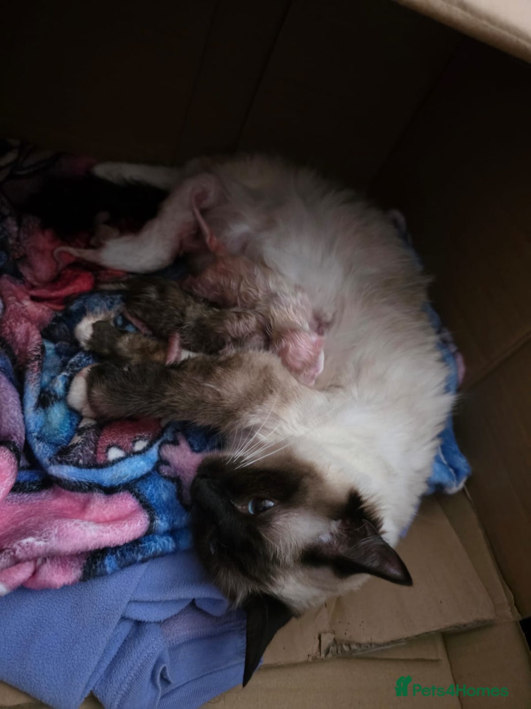 Ragdoll cats for stud: Proven chunky Ragdoll available for Stud  in Hull - Image 19