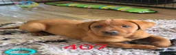 Labrador Retriever dogs for sale: ❤️ beautiful dark red working Labrador pups ❤️ - Advert 6
