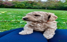 Mini Goldendoodle dogs for sale: Goldendoodle Puppies F2– Therapy & Support Dog Mum - Image 10