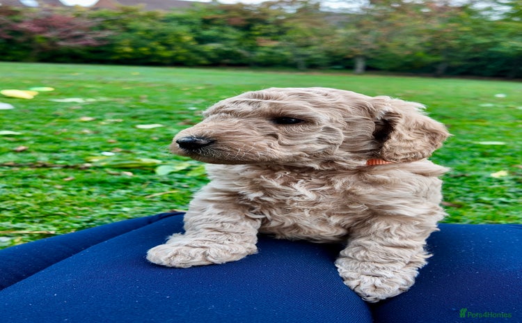 Mini Goldendoodle dogs - Advert 1