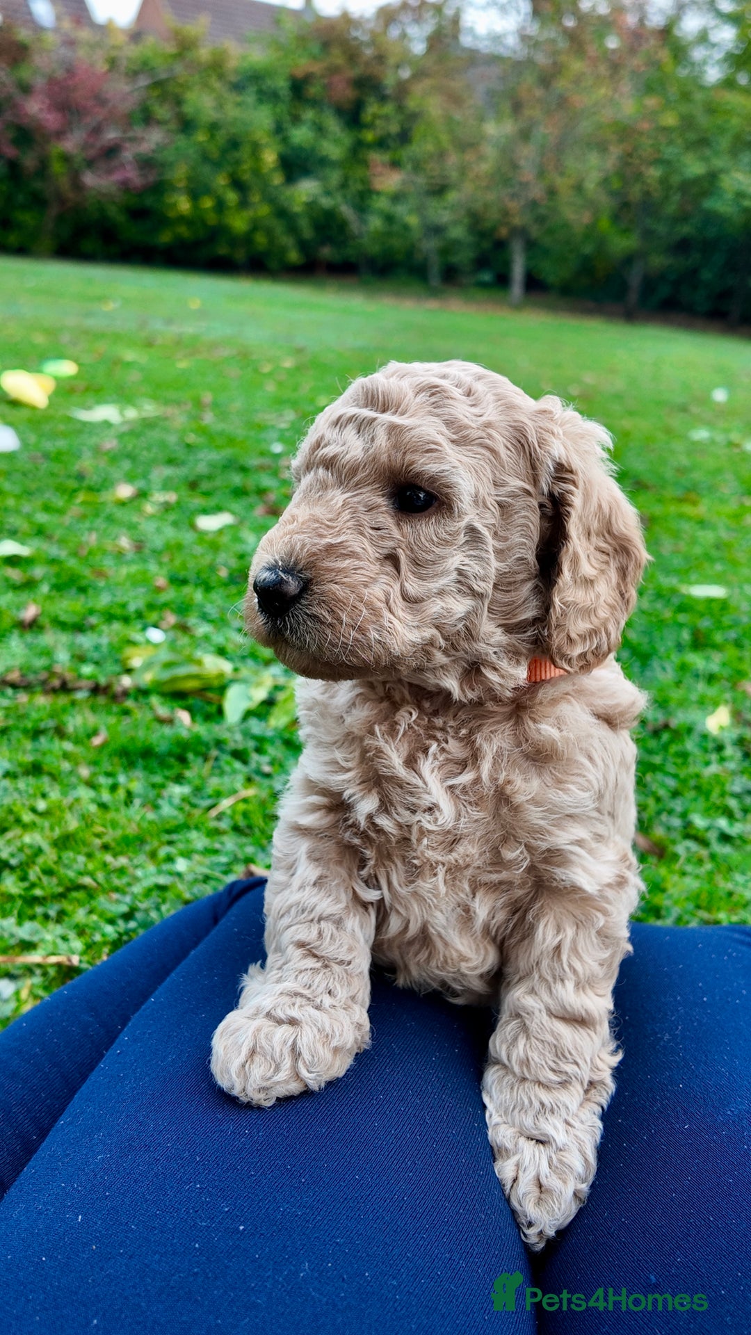 Mini Goldendoodle dogs for sale: Goldendoodle Puppies F2– Therapy & Support Dog Mum - Image 10