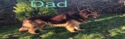 German Shepherd dogs for sale: 4 beautiful German shepherd  - Advert 5