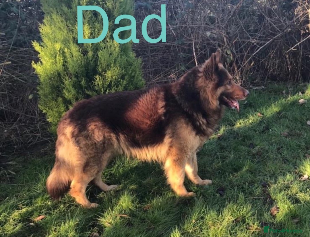 German Shepherd dogs for sale: 4 beautiful German shepherd  - Advert 5