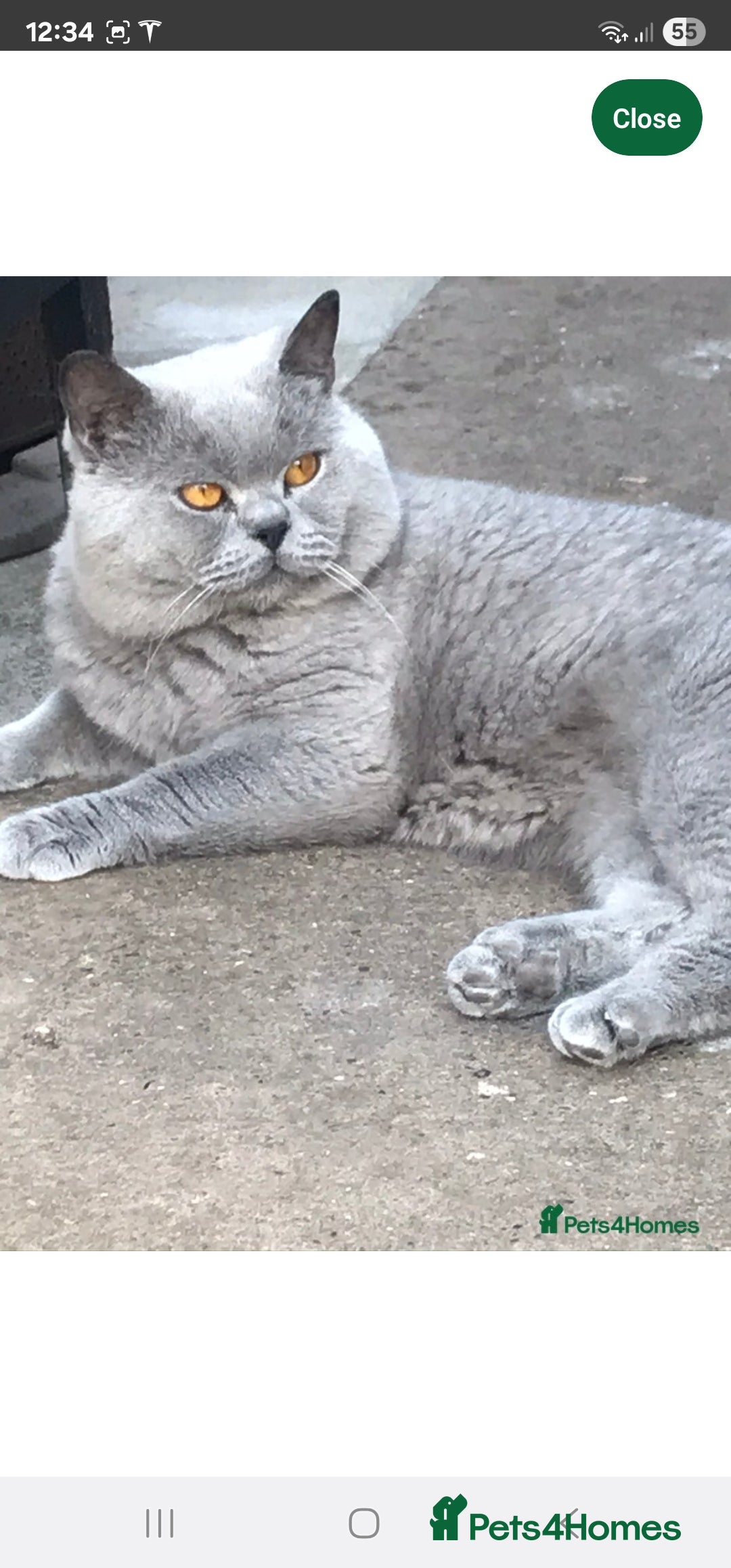 British Shorthair cats for sale: Purebred  British shorthair kittens  - Advert 16