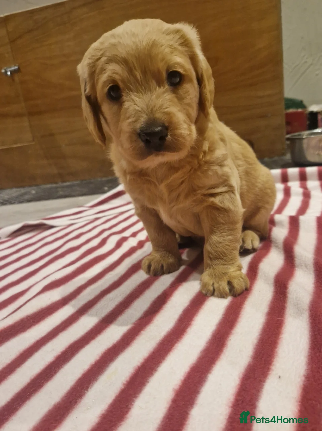 Labradoodle dogs for sale: Pups now sold  - Advert 1