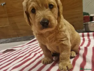 Labradoodle dogs 1 mini labradoodle left - Advert 5