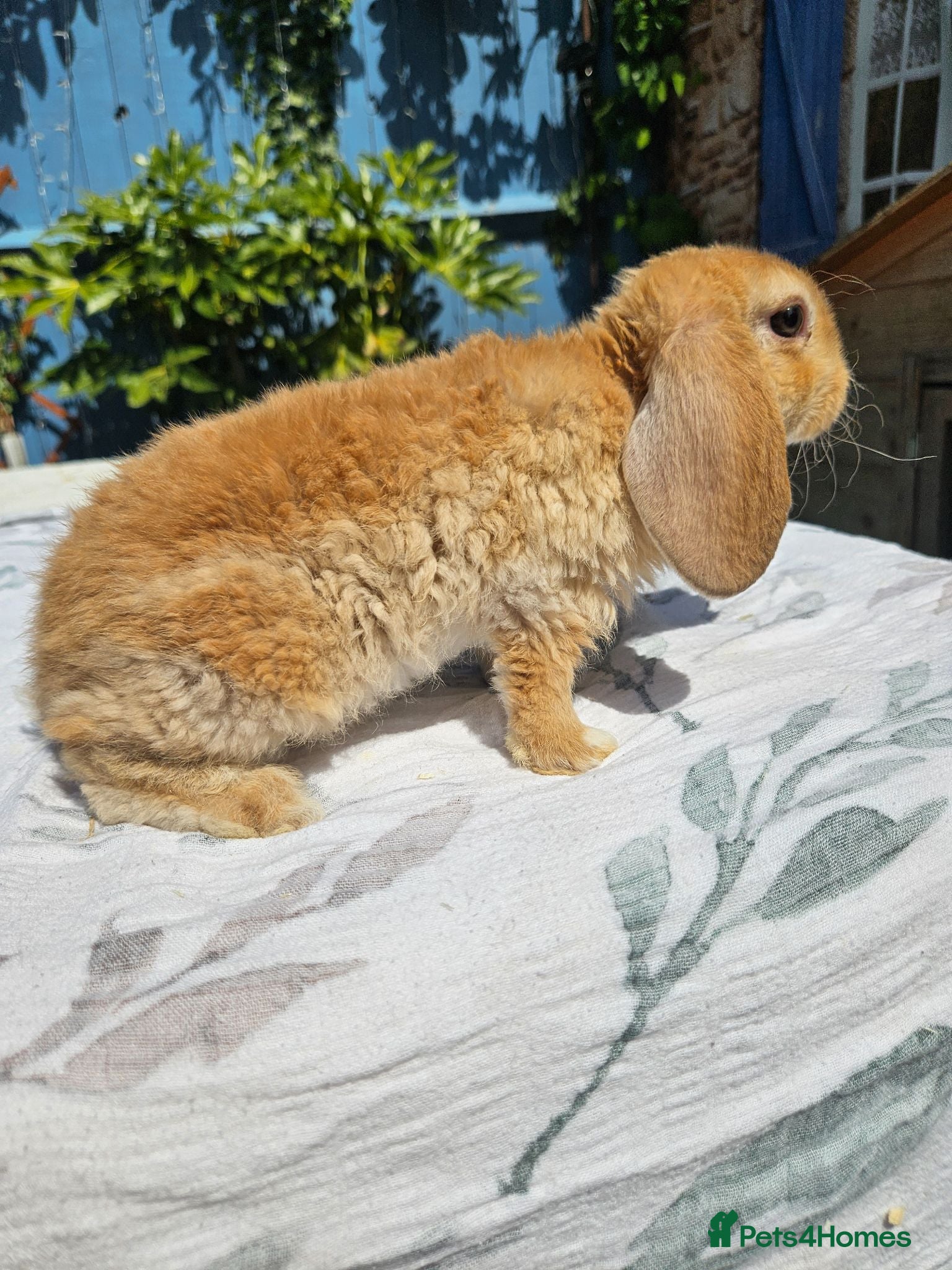 Mini Lop rabbits Pure bred Mini Plush Lops SUFFOLK PLUSH - Advert 2