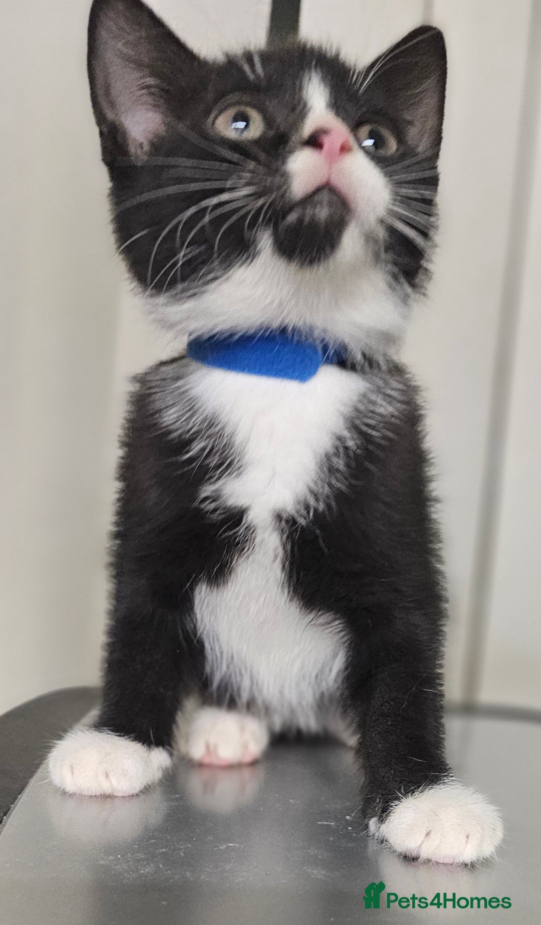 Mixed Breed cats for sale: 6 adorable kittens available  - Advert 8