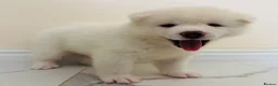 Japanese Akita Inu dogs for sale: Cute Japanese Akita puppies for the right home💜 - Advert 5