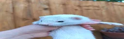 Ferret rodents for sale: Ferret kits for sale - Advert 3
