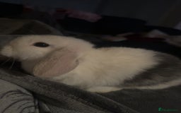 Mini Lop rabbits for sale: READY TO GO Beautiful mini lop rabbit GIRL - Image 4