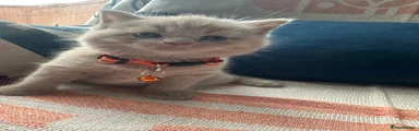 British Shorthair Kitten 4