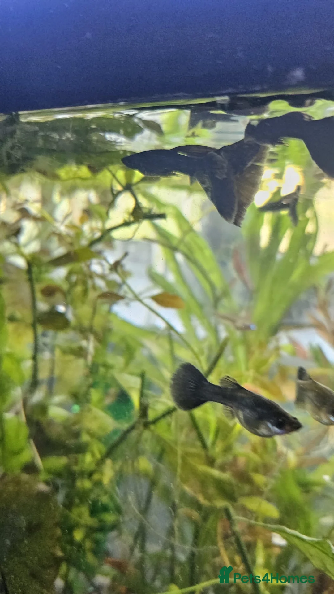 Other/Mixed Breed fish for sale: Black Moscow Guppies mixed sex in Crewe - Advert 3