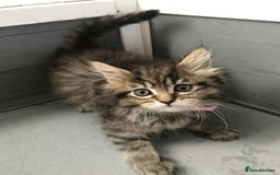 Maine Coon cats for sale: Maine coone kittens - Image 1