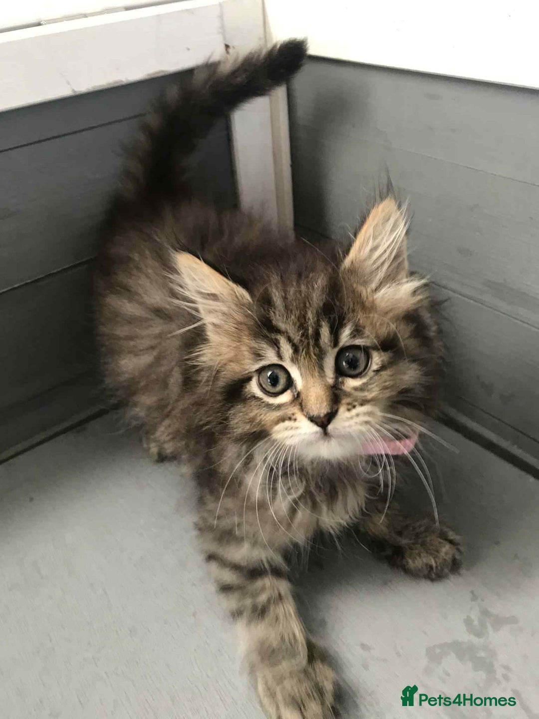 Maine Coon cats for sale: Maine coone kittens - Image 1