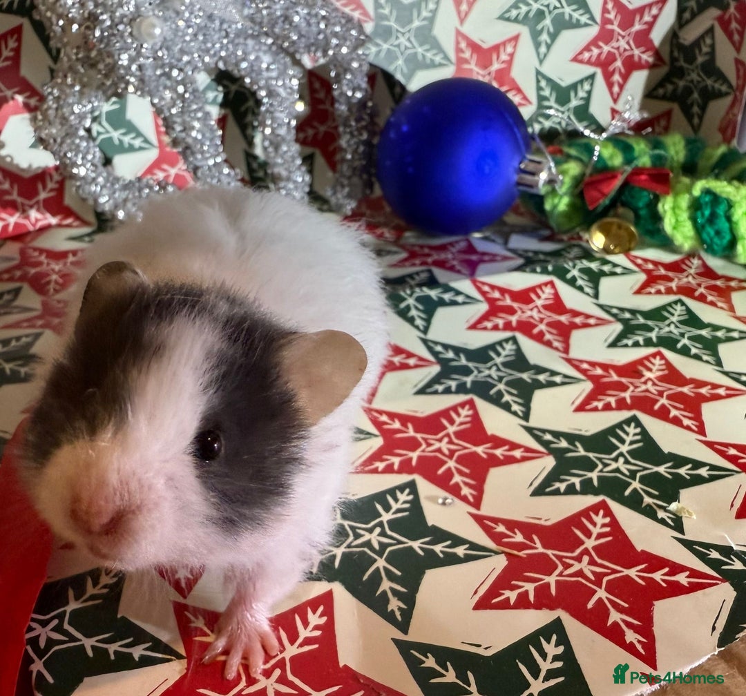 Hamster rodents for sale: Baby hamsters for sale - Advert 6